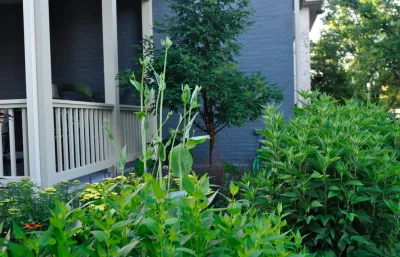 Urban Prairie- German Village — Landscape Design project by McCullough's Landscape & Nursery in Columbus