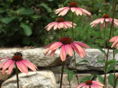 Melissa MacDonald, Landscape Architect - Patio Design & Installation in Arlington, MA
