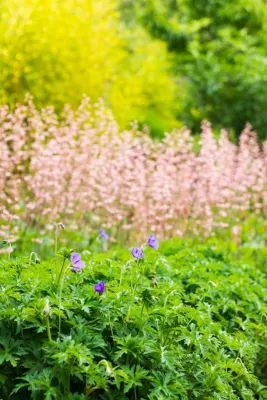 graton retreat — Landscape Design project by Merge Studio