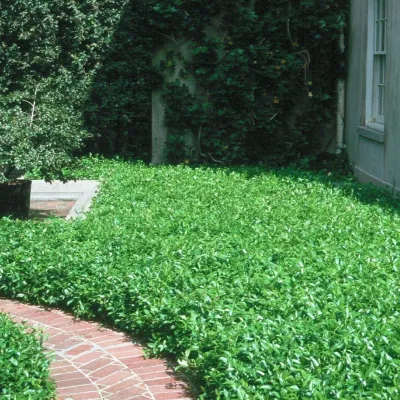 Michael Flaugh, Landscape Architect, P.L. - Patio Design & Installation in Stuart, FL