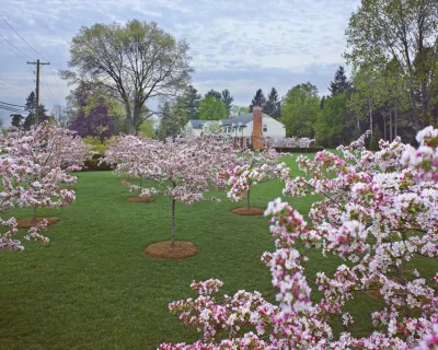 Spring Bloom by Michael J. Dul & Associates, Inc.