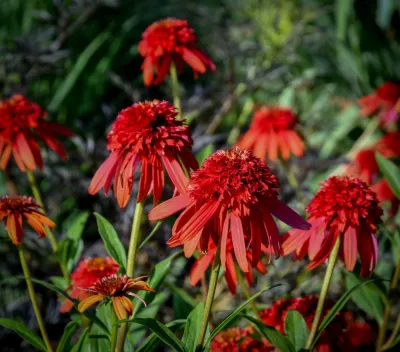MJ McCabe-Garden Design - Garden Remodeling in Northford, CT