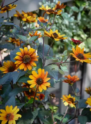 MJ McCabe-Garden Design - Garden Remodeling in Northford, CT