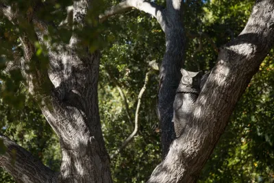 Montecito Landscape - Outdoor Lighting Installation in Montecito, CA