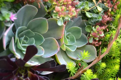 April Philips Design Works - Garden Remodeling in San Rafael, CA