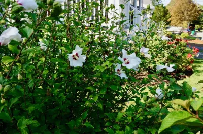 Moodscapes LLC - Garden Remodeling in Belmont, MA