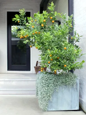 Moss Landscaping - Garden Remodeling in Houston, TX