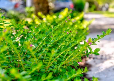 MP Landscape Design - Outdoor Lighting Installation in Mount Pleasant, SC