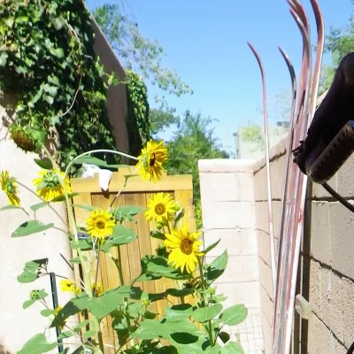 Brown Residence — Landscape Design project by My Landscape Coach (formerly Brown, Green & More)