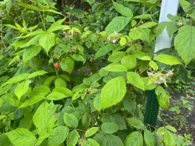 My Landscape Guide - Tree & Shrub Care in Murfreesboro, TN