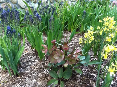 Newton Lower Falls Woodland Garden by Natalie DeNormandie