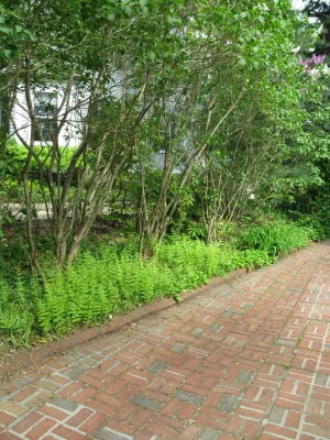 Brookline Borders — Landscape Design project by Natalie DeNormandie