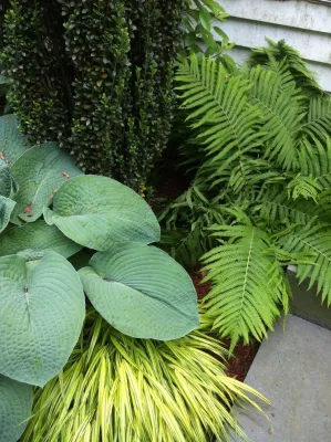 Newton Backyard — Landscape Design project by Natalie DeNormandie
