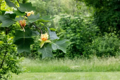 Natalie DeNormandie - Landscape Design in Lincoln, MA