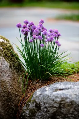 Natalie DeNormandie - Landscape Design in Lincoln, MA