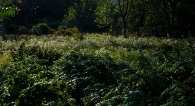Food Foraging Meadow — Landscape Design project by Natalie DeNormandie