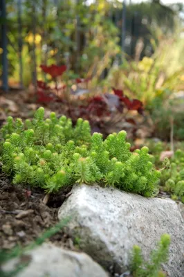 Auburndale Patio and Rock Garden — Landscape Design project by Natalie DeNormandie