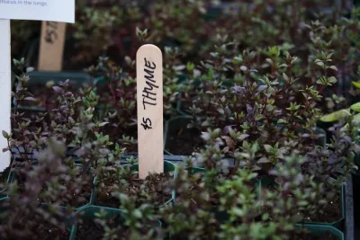 Flora Verdura Herbal Plant Sale by Natalie DeNormandie