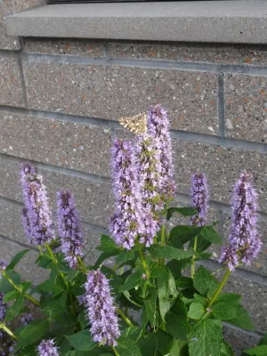 1st + 1st South Boston — Landscape Design project by Natalie DeNormandie