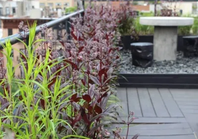 Native NY Gardens - Landscape Design in New York City, NY