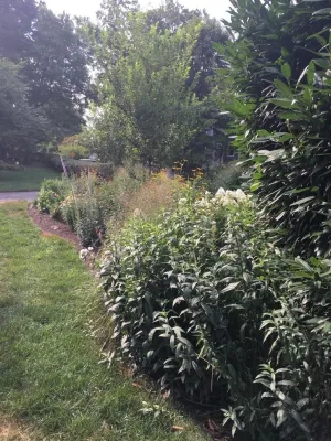 Side Yard Garden | Falls Church City VA — Landscape Design project by Native Plant Landscape Design Corp in Falls Church
