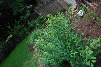 City Backyard Garden | Falls Church VA — Landscape Design project by Native Plant Landscape Design Corp in Falls Church