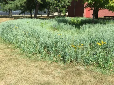 Natural Community Services - Landscape Design in Southfield, MI