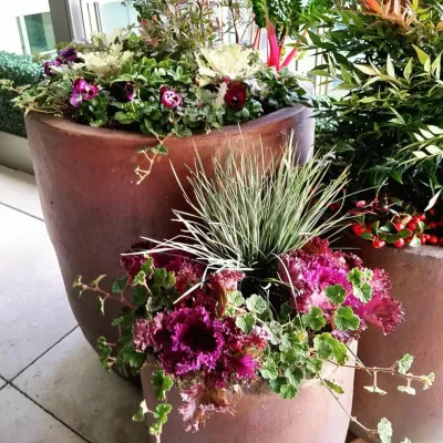 Downtown Living High-end Containers — Landscape Design project by Natural Greenscapes LLC in Seattle
