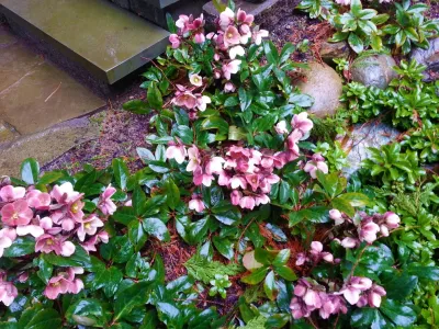 Noriko Marshall Landscape Architecture - Landscape Design in Seattle, WA