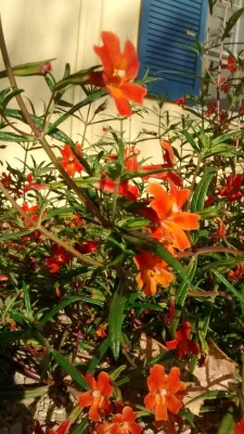 Back to Natives - Landscape Design in Santa Ana, CA