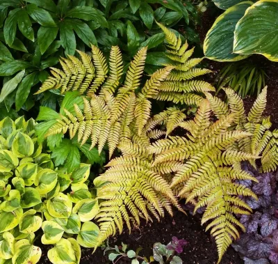Olander Garden Design - Outdoor Lighting Installation in Seattle, WA