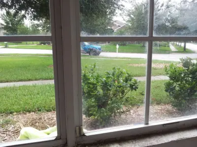 No Streaking Professional Window Washing - Window Installation & Replacement in Tampa, FL