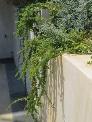 Back to Natives - Landscape Design in Santa Ana, CA