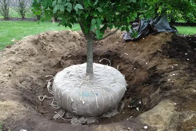 Dogwood Tree Transplanting — Landscape Design project by Outdoor Lifestyles