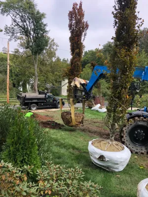 Hamden Patio Planting — Landscape Design project by Outdoor Lifestyles