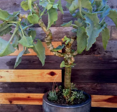 Outside InStyle - Garden Remodeling in Los Angeles, CA