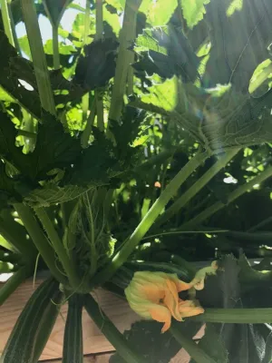 Urban Farms by Outside InStyle