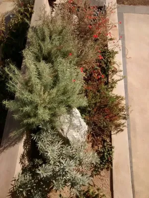 Native Plant Landscape in Laguna Beach — Landscape Design project by Back To Natives