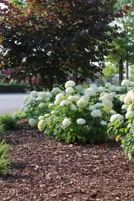 PeachTree Landscape - Outdoor Lighting Installation in la Vergne, TN