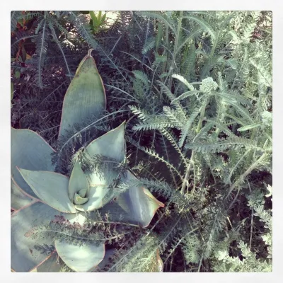 Perennial Design - Landscape Design in Huntington Beach, CA