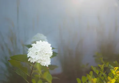 Perennial Design - Landscape Design in Huntington Beach, CA