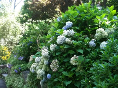 Wall Garden — Landscape Design project by Pierce Hill Design, Ltd. in Bedford