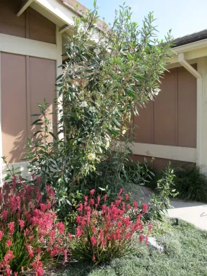 Plant Soup, Inc. - Landscape Design in Encinitas, CA