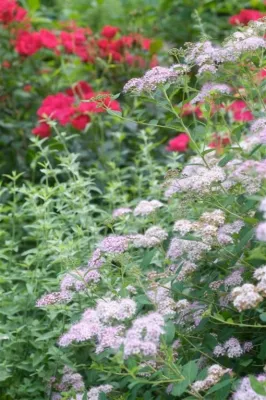 Perennial Border — Landscape Design project by Planters in Atlanta