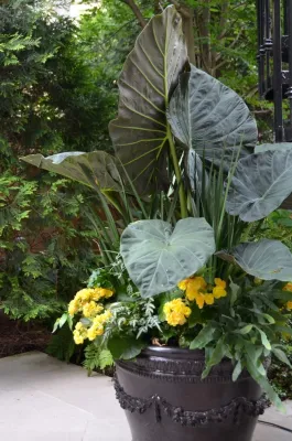 Urban Oasis — Landscape Design project by Planters in Atlanta