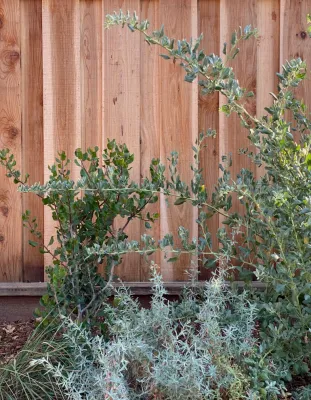 Plantkind - Patio Design & Installation in Oakland, CA