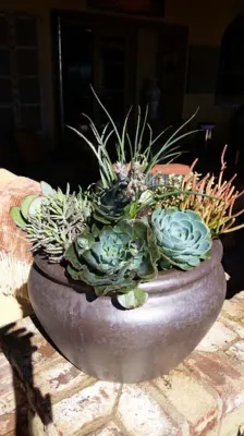Plantopia INC - Tree Planting & Transplanting in Encinitas, CA