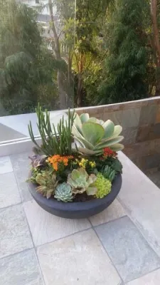 Plantopia INC - Tree Planting & Transplanting in Encinitas, CA