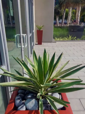 Plantscapers Inc - Landscape Design in Irvine, CA
