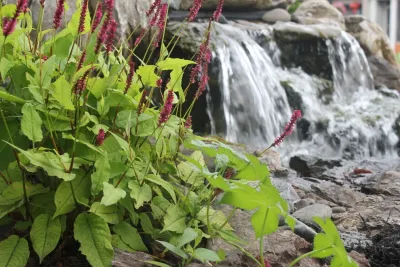 Pond Paradise Designs - Landscape Design in Islandia, NY